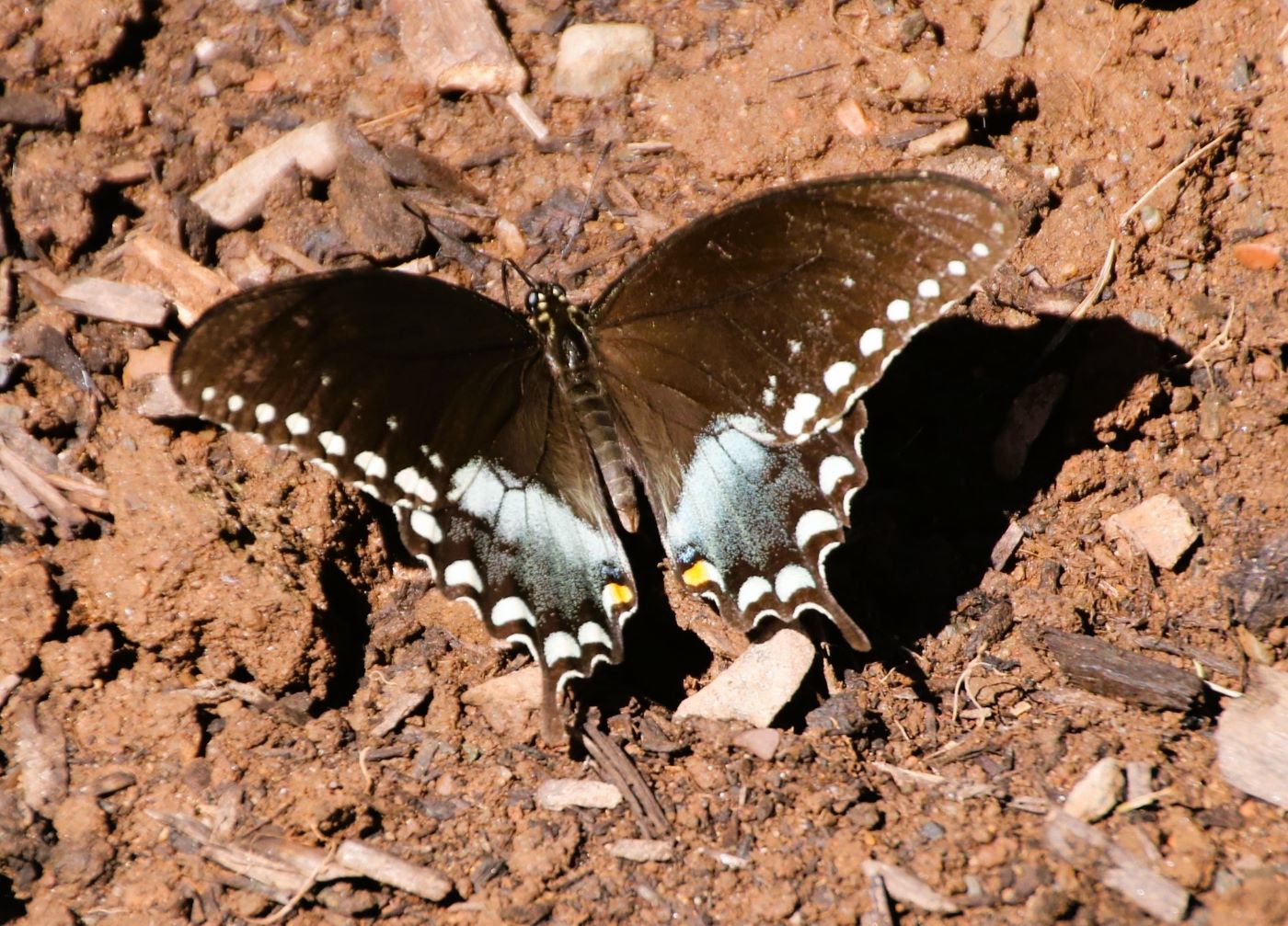 Nature In Class B By Faye Dudek For Butterfly SEP-2022.jpg